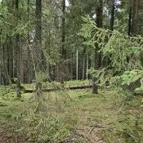 Træningsløb for alle i Skelhøj Plantage 